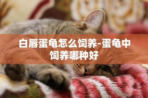白唇蛋龜怎么飼養-蛋龜中飼養哪種好