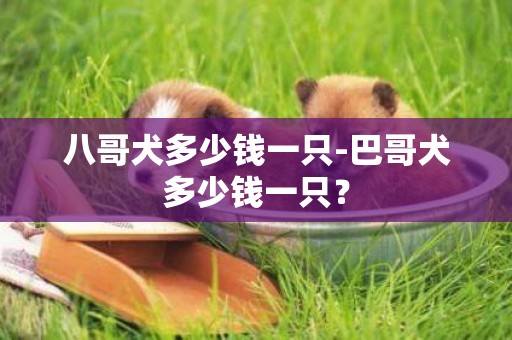 八哥犬多少錢一只-巴哥犬多少錢一只？