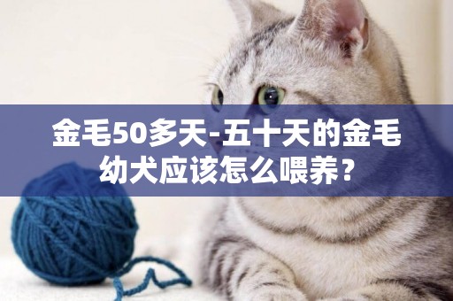 金毛50多天-五十天的金毛幼犬應該怎么喂養？