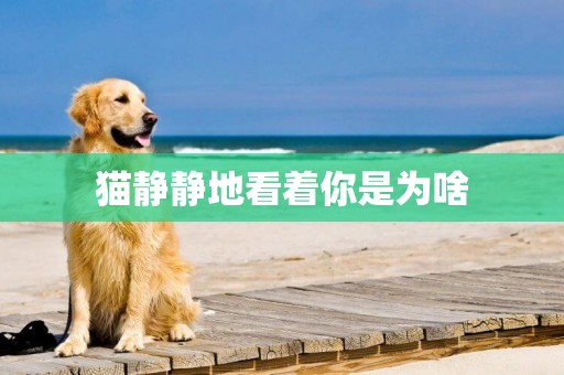 貓靜靜地看著你是為啥