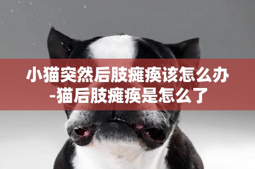 小貓突然后肢癱瘓該怎么辦-貓后肢癱瘓是怎么了