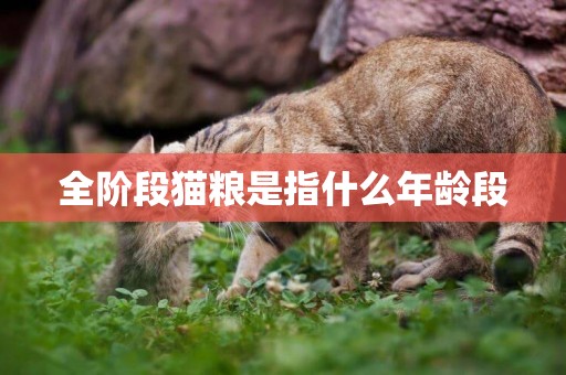 全階段貓糧是指什么年齡段