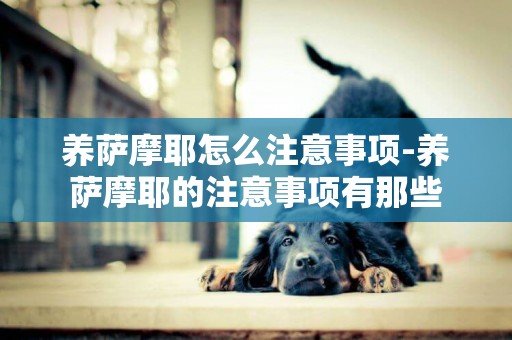 養薩摩耶怎么注意事項-養薩摩耶的注意事項有那些
