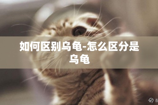 如何區別烏龜-怎么區分是烏龜