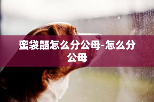 蜜袋鼯怎么分公母-怎么分公母