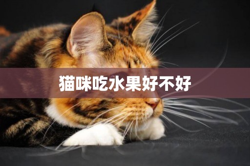 貓咪吃水果好不好