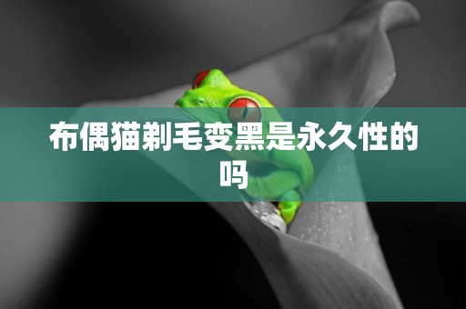 布偶貓剃毛變黑是永久性的嗎