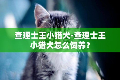 查理士王小獵犬-查理士王小獵犬怎么飼養？