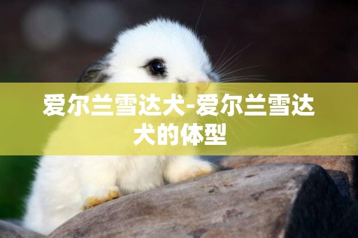 愛爾蘭雪達犬-愛爾蘭雪達犬的體型