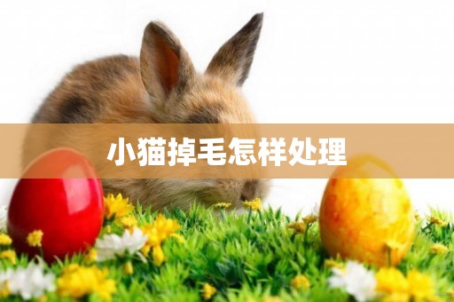小貓掉毛怎樣處理