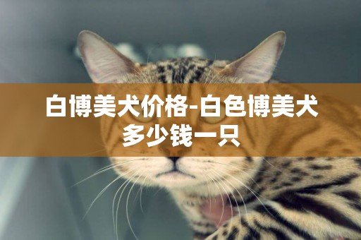 白博美犬價格-白色博美犬多少錢一只