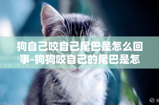 狗自己咬自己尾巴是怎么回事-狗狗咬自己的尾巴是怎么回事？