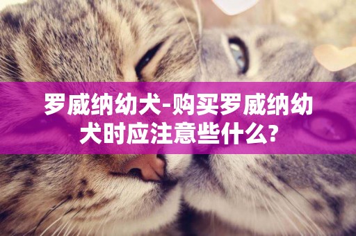 羅威納幼犬-購買羅威納幼犬時應注意些什么?