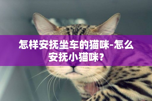 怎樣安撫坐車的貓咪-怎么安撫小貓咪？