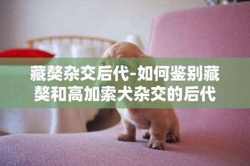 藏獒雜交后代-如何鑒別藏獒和高加索犬雜交的后代