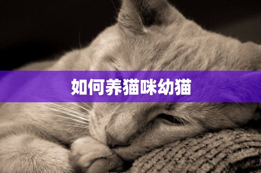 如何養貓咪幼貓