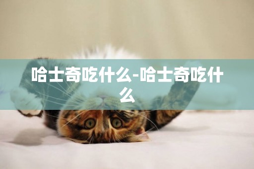 哈士奇吃什么-哈士奇吃什么