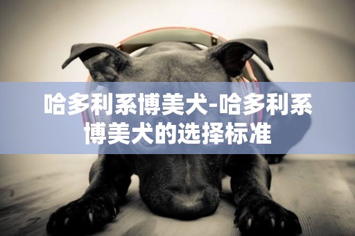哈多利系博美犬-哈多利系博美犬的選擇標準