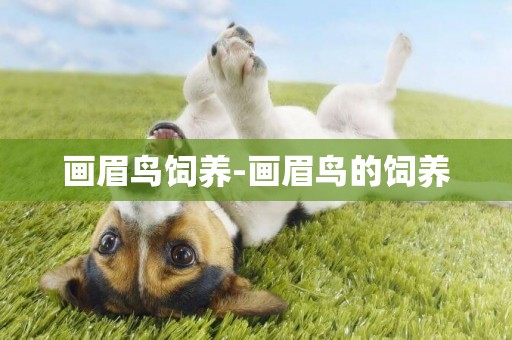 畫眉鳥飼養-畫眉鳥的飼養