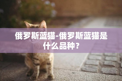 俄羅斯藍貓-俄羅斯藍貓是什么品種？
