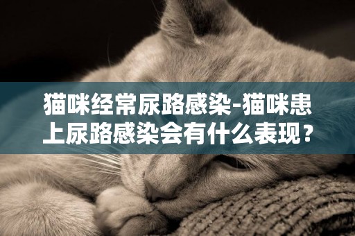 貓咪經常尿路感染-貓咪患上尿路感染會有什么表現？