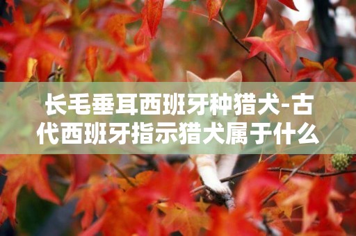 長毛垂耳西班牙種獵犬-古代西班牙指示獵犬屬于什么品種