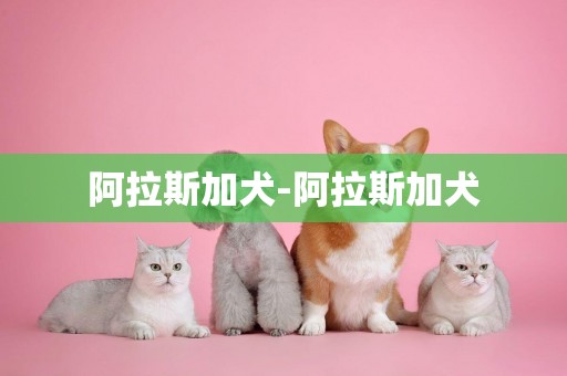 阿拉斯加犬-阿拉斯加犬