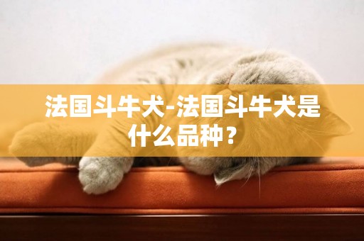 法國斗牛犬-法國斗牛犬是什么品種？