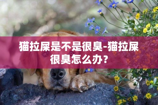 貓拉屎是不是很臭-貓拉屎很臭怎么辦？