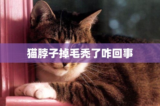 貓脖子掉毛禿了咋回事