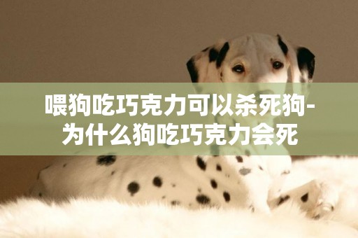 喂狗吃巧克力可以殺死狗-為什么狗吃巧克力會死