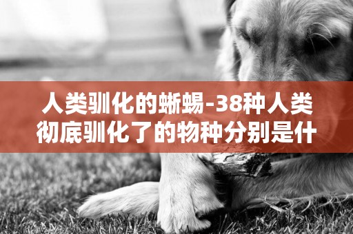 人類馴化的蜥蜴-38種人類徹底馴化了的物種分別是什么？