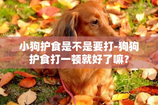 小狗護食是不是要打-狗狗護食打一頓就好了嘛？