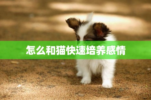 怎么和貓快速培養感情