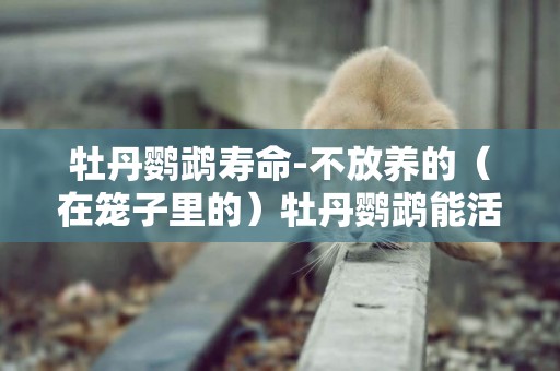 牡丹鸚鵡壽命-不放養的（在籠子里的）牡丹鸚鵡能活多久