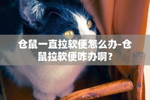 倉鼠一直拉軟便怎么辦-倉鼠拉軟便咋辦啊？