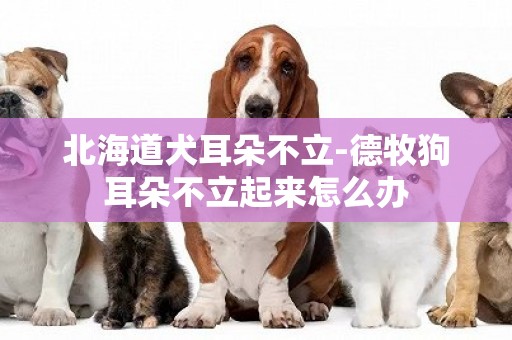 北海道犬耳朵不立-德牧狗耳朵不立起來怎么辦