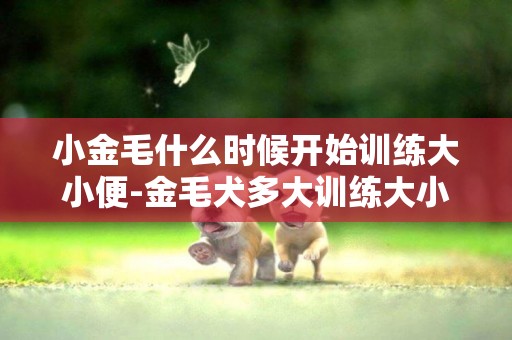 小金毛什么時候開始訓練大小便-金毛犬多大訓練大小便