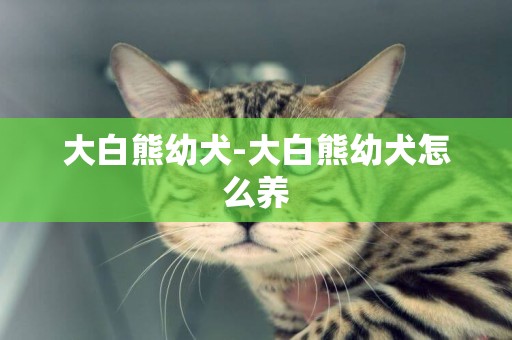 大白熊幼犬-大白熊幼犬怎么養