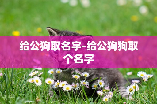 給公狗取名字-給公狗狗取個名字