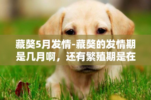 藏獒5月發情-藏獒的發情期是幾月啊，還有繁殖期是在幾月啊