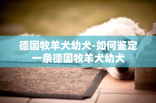 德國牧羊犬幼犬-如何鑒定一條德國牧羊犬幼犬