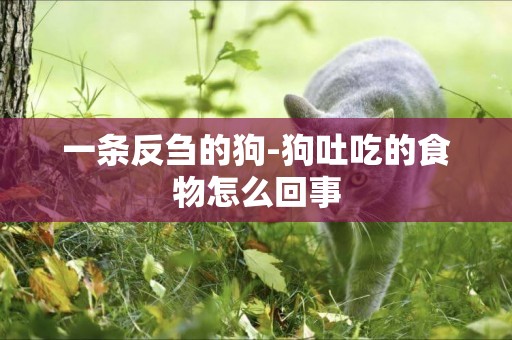 一條反芻的狗-狗吐吃的食物怎么回事