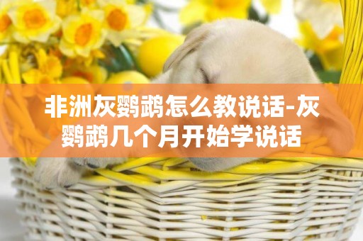 非洲灰鸚鵡怎么教說話-灰鸚鵡幾個月開始學說話