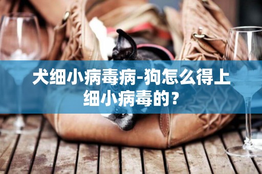 犬細小病毒病-狗怎么得上細小病毒的？