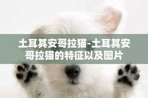 土耳其安哥拉貓-土耳其安哥拉貓的特征以及圖片
