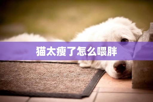 貓太瘦了怎么喂胖