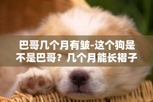 巴哥幾個月有皺-這個狗是不是巴哥？幾個月能長褶子？