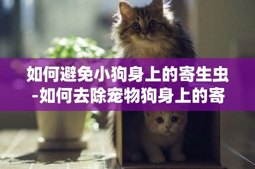 如何避免小狗身上的寄生蟲-如何去除寵物狗身上的寄生蟲？