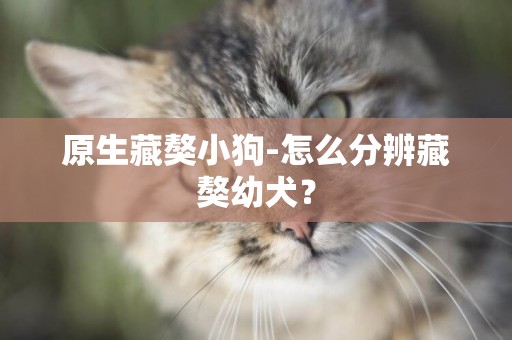 原生藏獒小狗-怎么分辨藏獒幼犬？